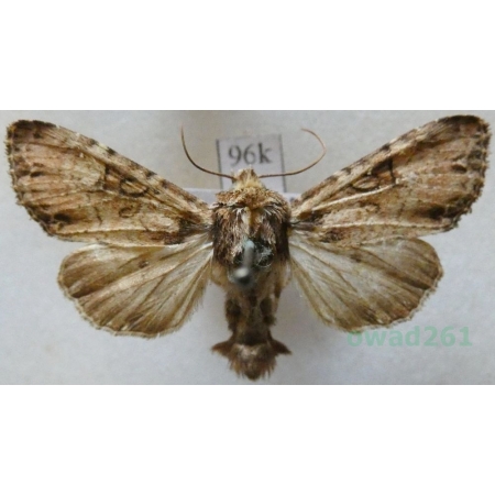 Polia hepatica (Clerck, 1759) Piętnówka powłokówka Czech96k